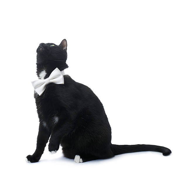 istock Sitting black cat isolated over the white background 613145018