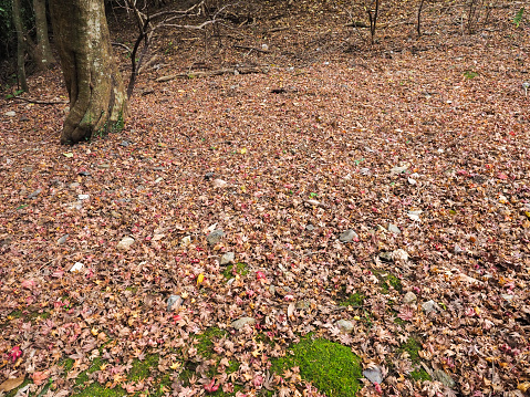 Fallen leaves covering the ground in the fores.