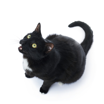 Sitting on the floor black cat isolated over the white background