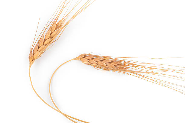 istock Ears of wheat 613145932