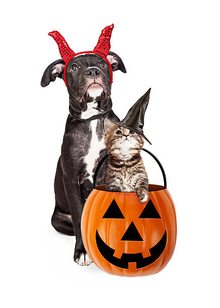 istock Puppy With Kitten in Haloween Pumpkin 613145934