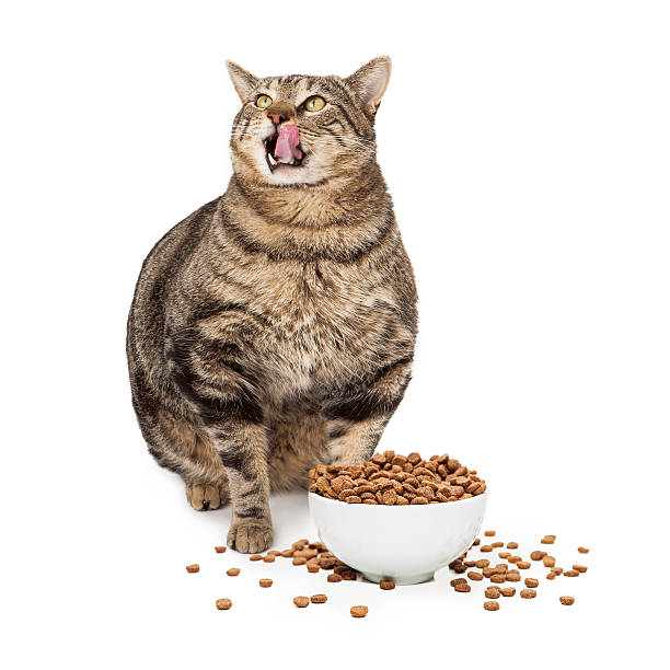 Obese Cat With Heaping Bowl of Food Large overweight with tongue out licking lips and heaping bowl of food. Isolated on white. big fat lips stock pictures, royalty-free photos & images