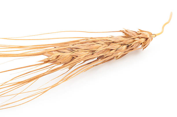 istock Ears of wheat 613146398