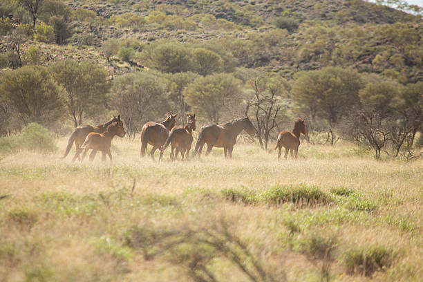istock Australian's wild horses, Northern territory 613146602