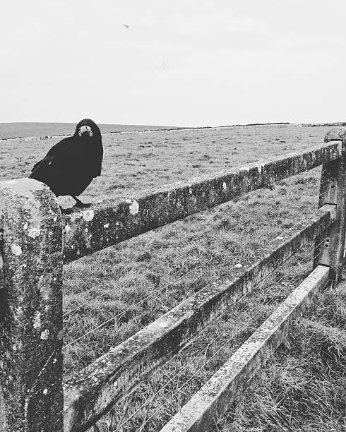 istock Black and White crow on fence 613146718