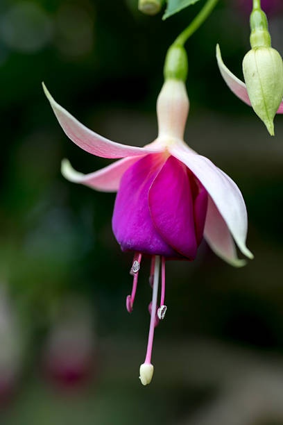 istock Cape Fuchsia Flowers 613146864