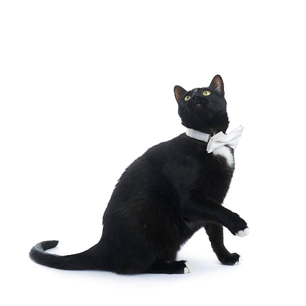 istock Sitting black cat isolated over the white background 613147746
