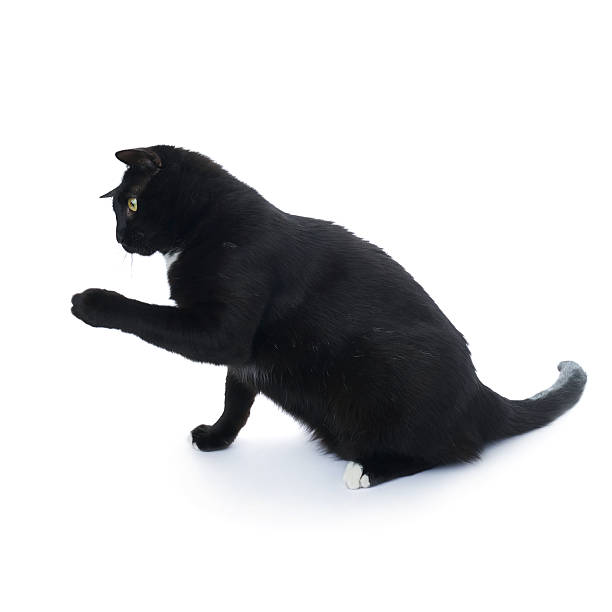 istock Sitting black cat isolated over the white background 613147774