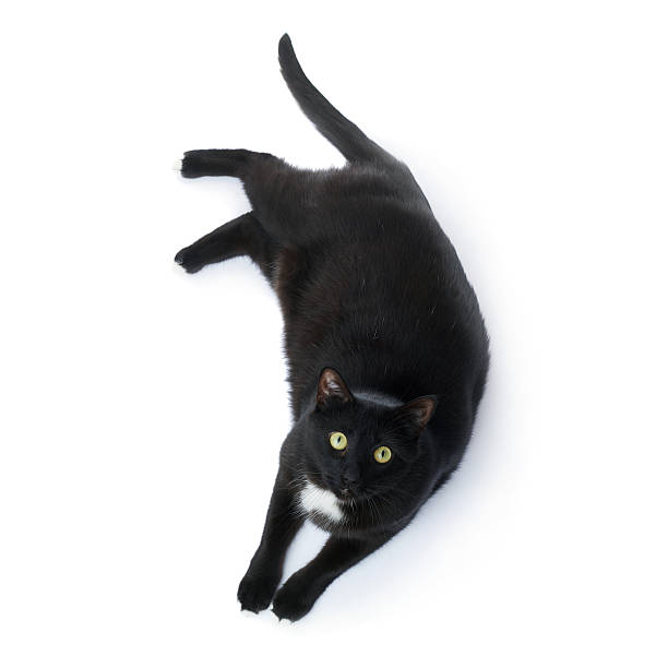 istock Lying black cat isolated over the white background 613147926