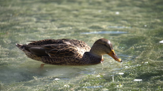 Duck feeding in the Lake pond