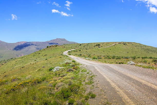 istock Mountain Zebra South Africa 613208210
