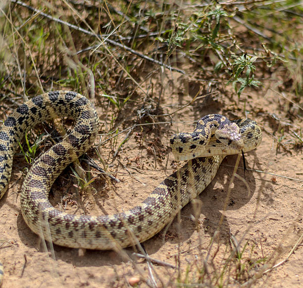 istock Snake coiled to strike in the Utah desert. 613208282