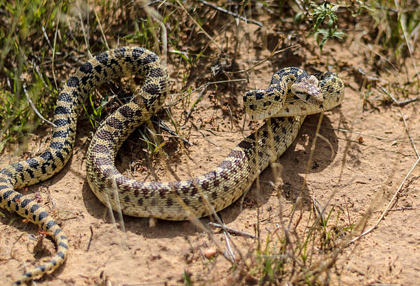 istock Snake coiled to strike in the Utah desert. 613208360