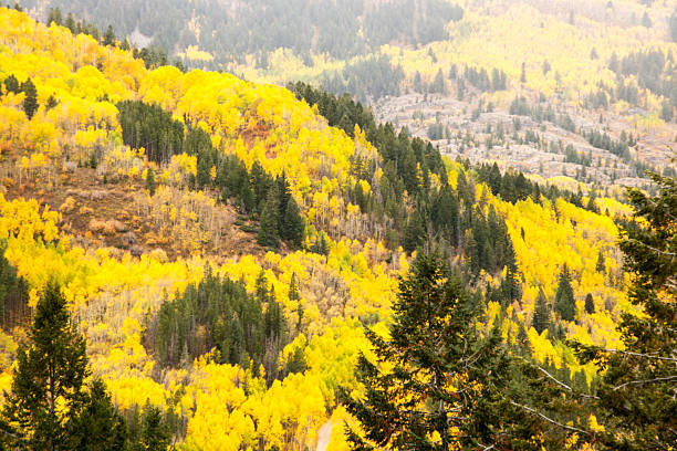 istock Colorful Colorado Autumn 613208482