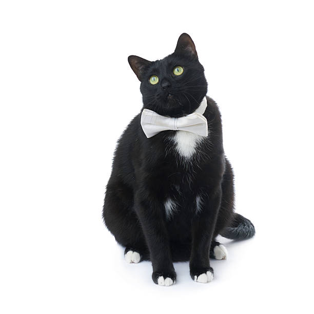 istock Sitting black cat isolated over the white background 613208766