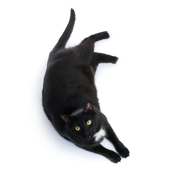 istock Lying black cat isolated over the white background 613208796