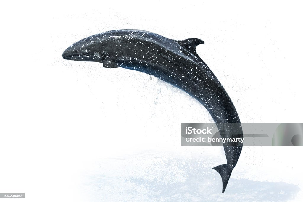 Dolphin white background A smiling dolphin jumping. Isolated on white background. Cut Out Stock Photo