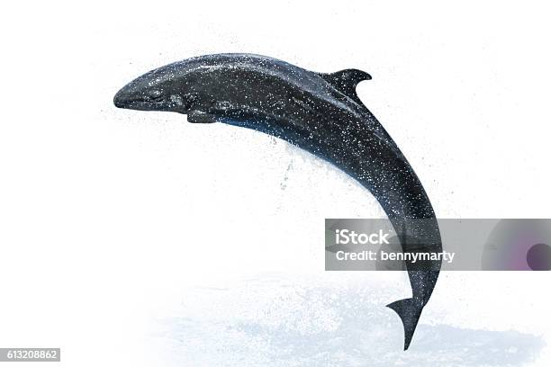Dolphin White Background Stock Photo - Download Image Now - Cut Out, Dolphin, Horizontal