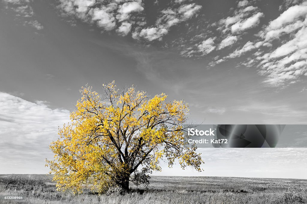 One tree in rural landscape One tall tree with yellow autumn leaves in selective color under sky dotted with a few clouds in rural black and white landscape Black And White Stock Photo