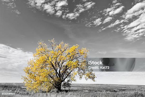 One Tree In Rural Landscape Stock Photo - Download Image Now - Black And White, Tree, Photography