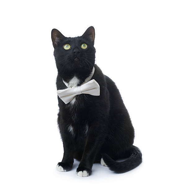 istock Sitting black cat isolated over the white background 613209082