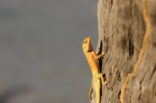 istock Bright yellow asia garden lizard Calotes 613210454