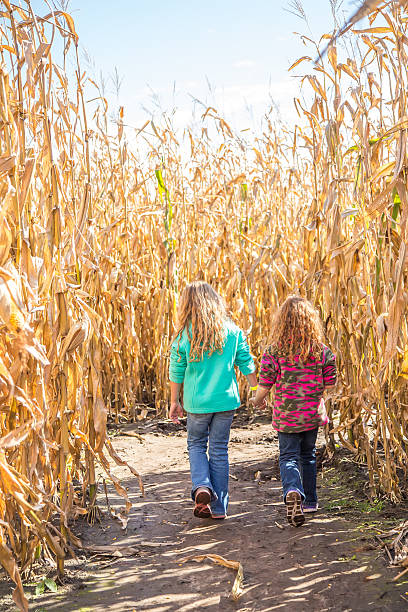 istock Two Girls Walking Through Corn Maze in Autumn 613210536