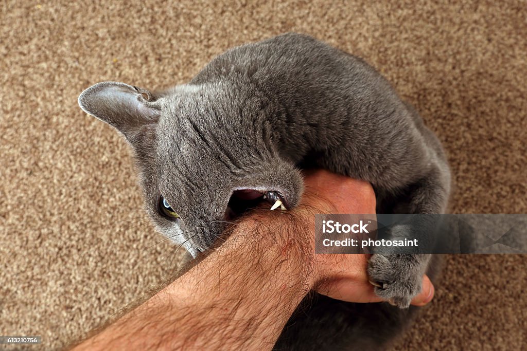 gray cat grabbed the hand claws and bites Domestic Cat Stock Photo