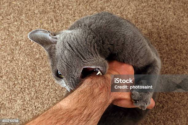 Gray Cat Grabbed The Hand Claws And Bites Stock Photo - Download Image Now - Domestic Cat, Biting, Feline