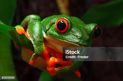 istock red-eyed tree frog 613212592