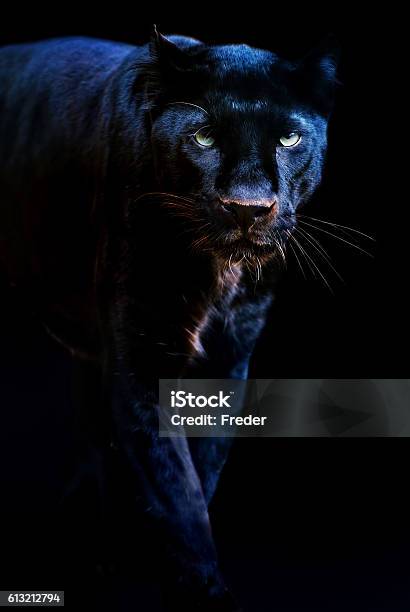 Black Panther Stock Photo - Download Image Now - Black Leopard, Leopard, Black Color