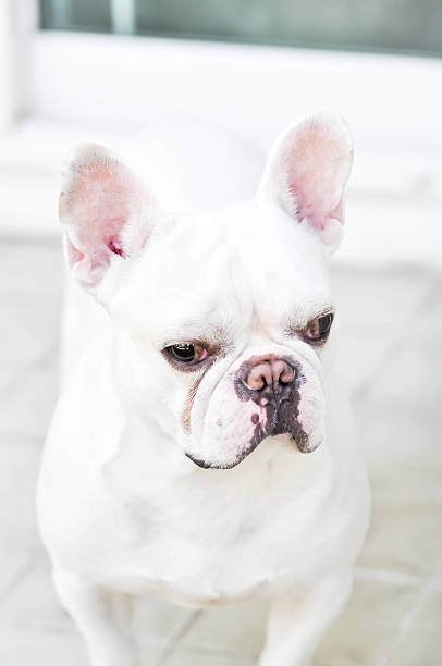 istock French bulldog is standing 613214420