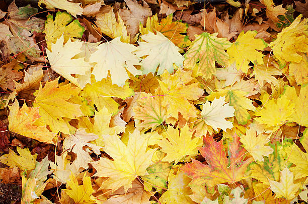 istock Leaves in various autumnal colors. Fall foliage 613214506