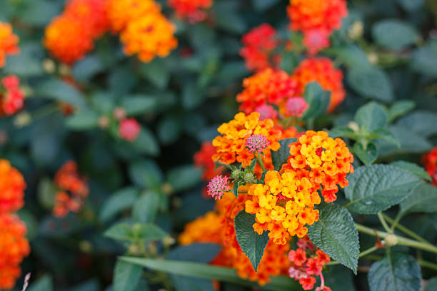 istock bunch of white Lantana in a garden 613214870