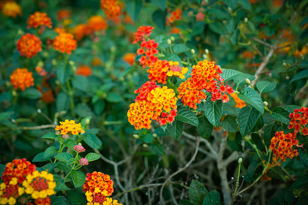 istock bunch of white Lantana in a garden 613214906