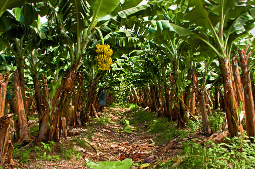 Banana Plantation on the West Coast of Martinique with a bunch of ripe bananas