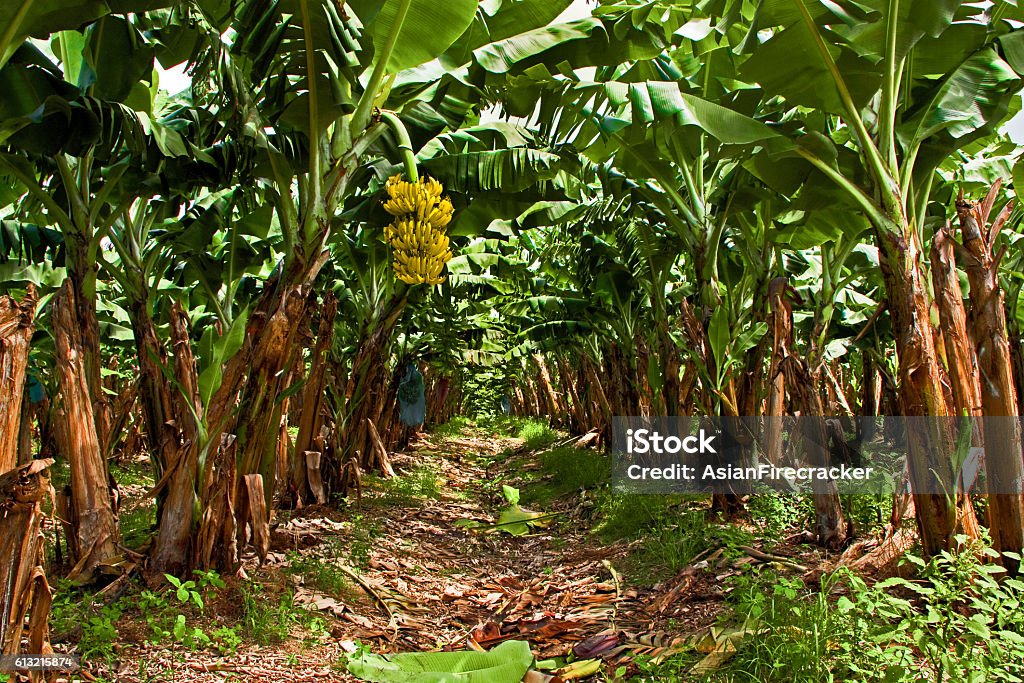 Banana Plantation Banana Plantation on the West Coast of Martinique with a bunch of ripe bananas Banana Stock Photo
