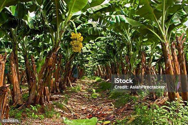 Banana Plantation Stock Photo - Download Image Now - Banana, Plantation, Banana Tree
