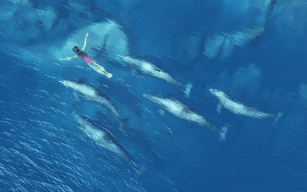 Women swims with dolphins
