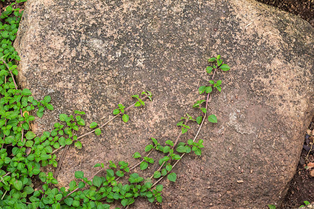 istock Ivy plants and stones. 613217184