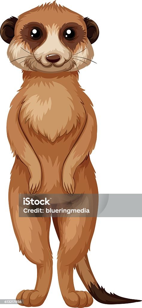 Meerkat with brown fur standing Meerkat with brown fur standing illustration Meerkat stock vector