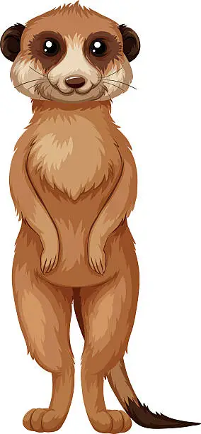 Vector illustration of Meerkat with brown fur standing