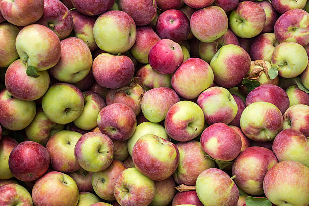 manzanas lobo en el mercado - macintosh apples fotos fotografías e imágenes de stock