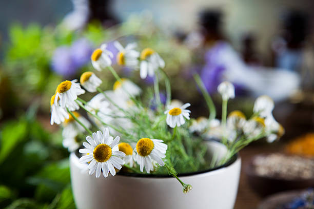 istock Herbs, berries and flowers with mortar, on wooden table backgrou 613218732
