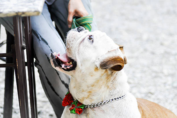 istock tied bulldog on the floor 613221834