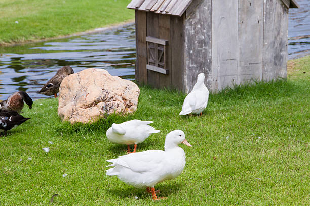 istock White ducks on the green grass field 613221916
