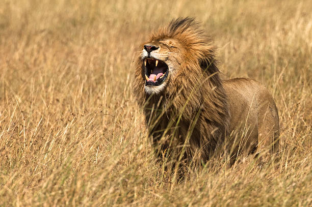 East African Lion (Panthera leo nubica) Mature male lion in Masai Mara National reserve, Kenya, Africa roaring photos stock pictures, royalty-free photos & images