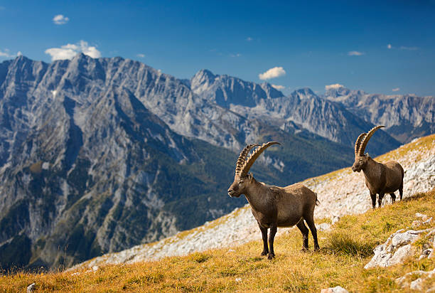 due stambecchi alpini di fronte al monte watzmann, alpi - wild goat foto e immagini stock