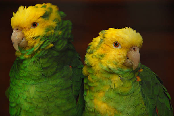 Close-up of Yellow-naped Amazon (Amazona auropalliata) parrot.