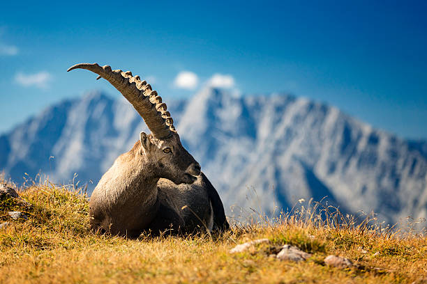 Alpine Ibex in front of Mount Watzmann -  Nationalpark Berchtesgaden Ibex - Alpine Ibex in Berchtesgaden National Park (Capra ibex) berchtesgaden national park photos stock pictures, royalty-free photos & images